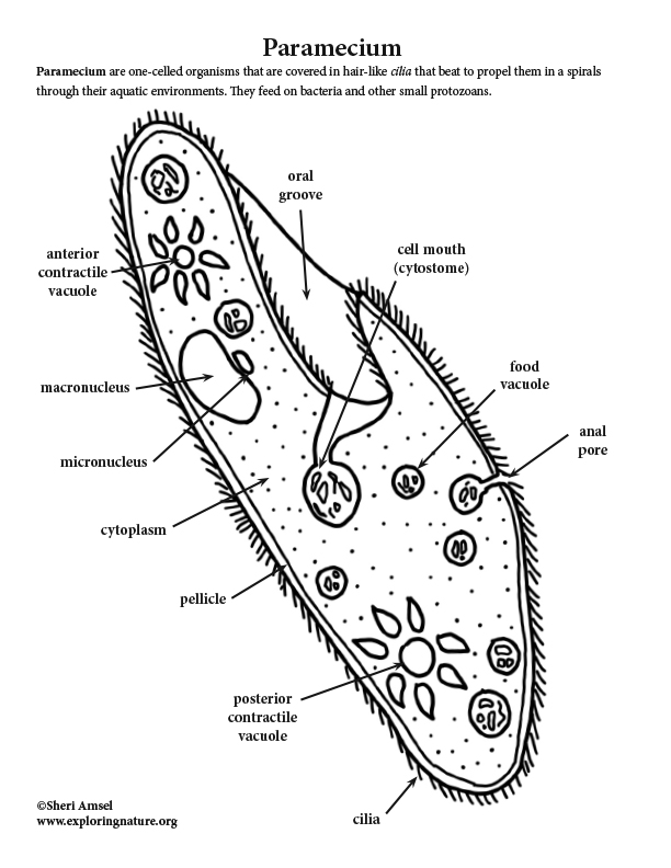 Top 112+ drawing of paramecium latest - seven.edu.vn