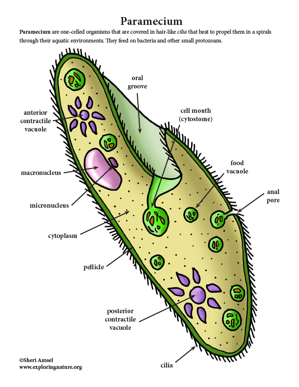 Paramecium Organelles