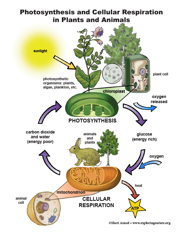 cellular respiration in plants