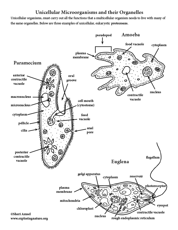 Unicellular and their Organelles