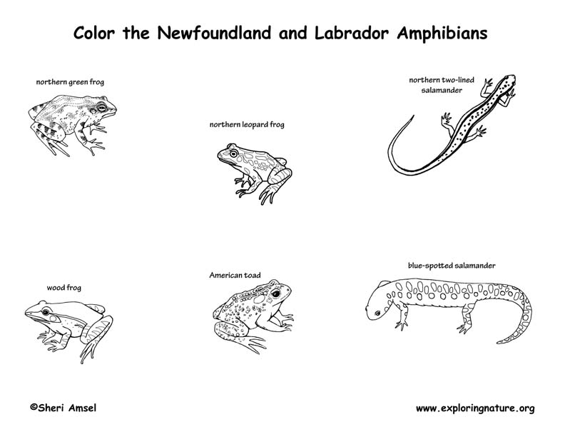 Canadian Province - Newfoundland and Labrador