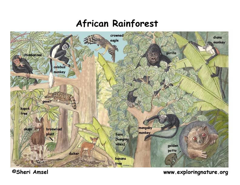 african rainforest animals for kids
