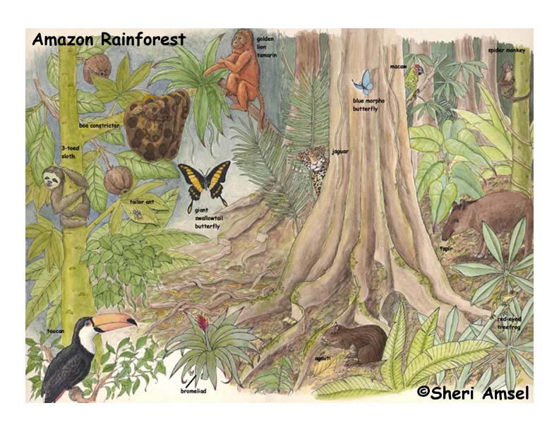 rainforest trees names