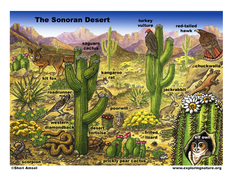 sonoran desert animals food chain