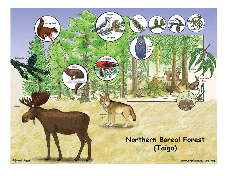 boreal forest animal food web