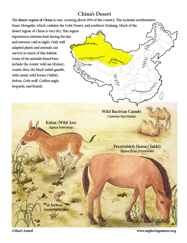 China Habitats Animals And Activities