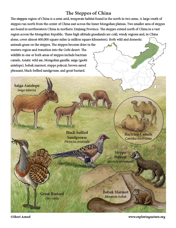 China Habitats Animals And Activities