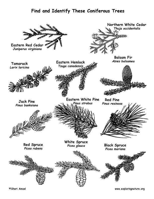 Plants & Animals in the Taiga Biome