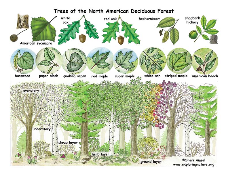 plants that live in the deciduous forest