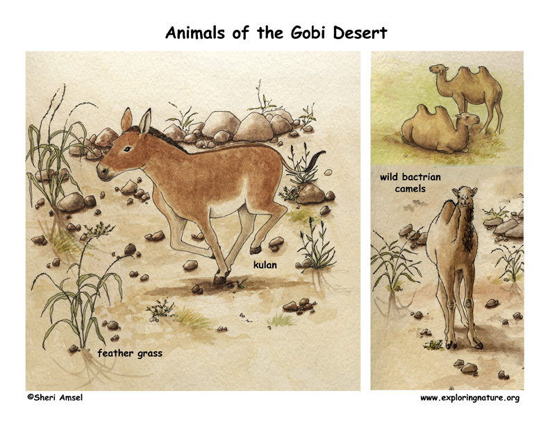 gobi desert animals