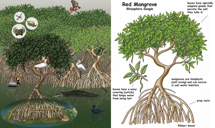 mangrove forest plants