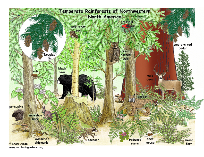 temperate deciduous forest animals landscape drawing
