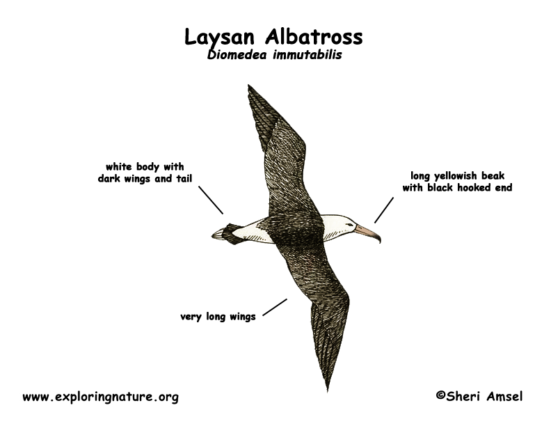 Albatross (Laysan)