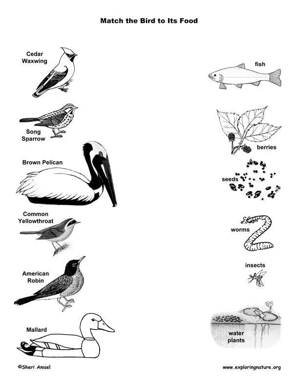 Match the Birds' Beak to Their Food