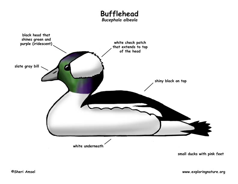 Duck (Bufflehead)