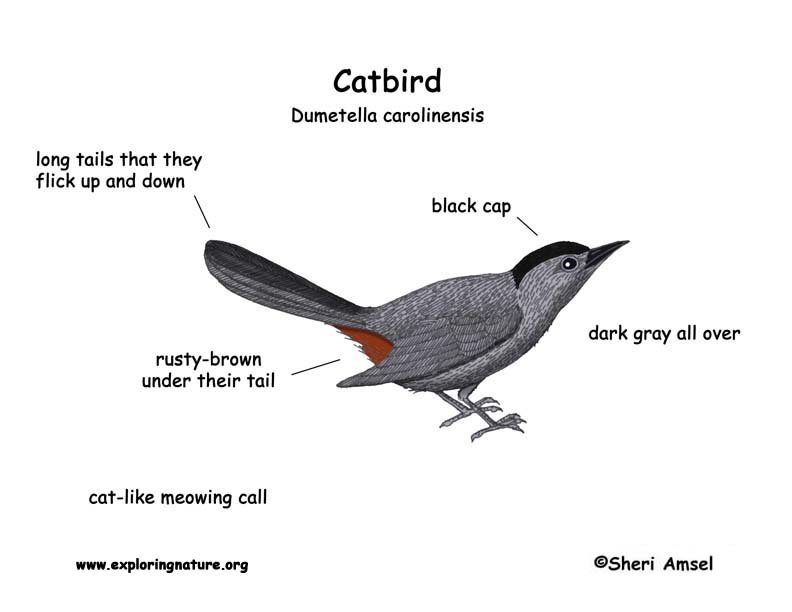 Catbird