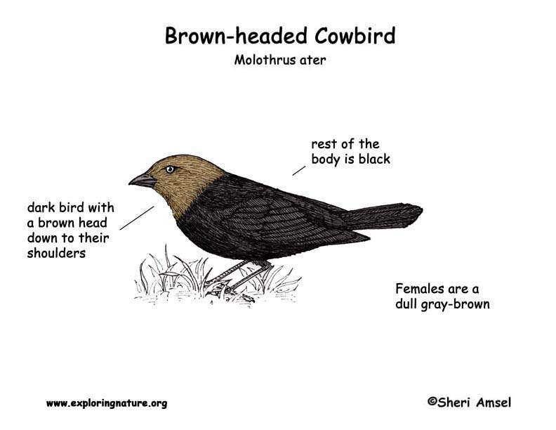 Cowbird (Brown-headed) -- Exploring Nature Educational Resource