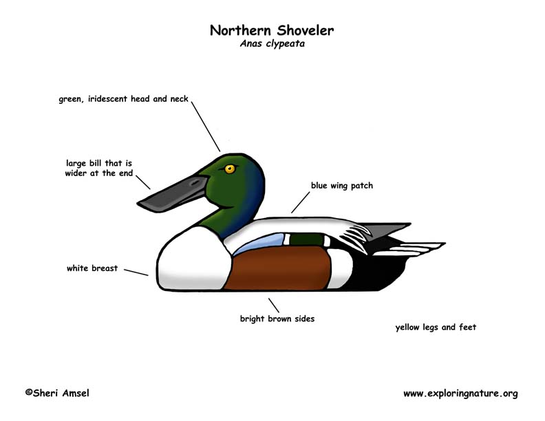 Duck (Northern Shoveler)