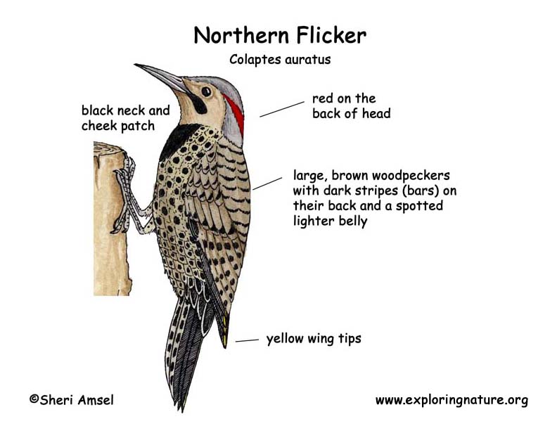 Flicker (Northern)