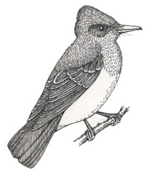 Flycatcher (Great-crested)