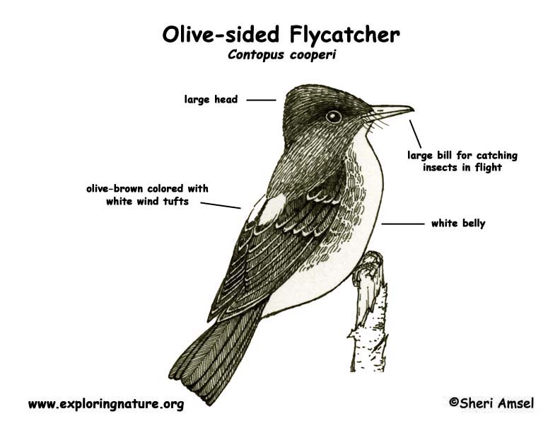 Flycatcher (Olive-sided)