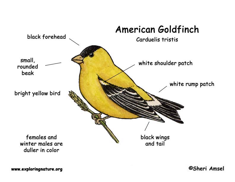 Goldfinch (American)