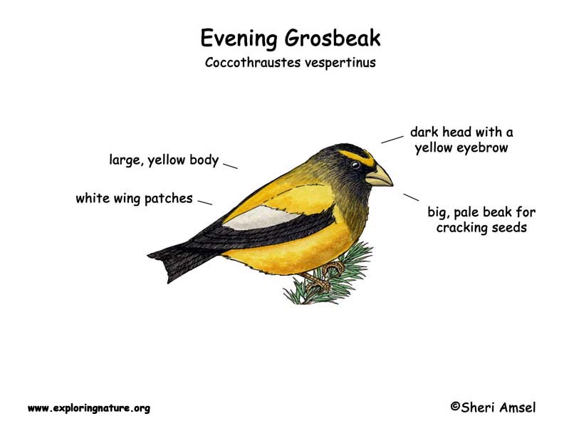 Grosbeak (Evening)
