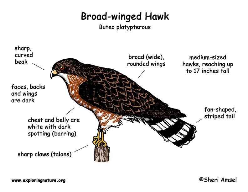 Hawk (Broad-winged)