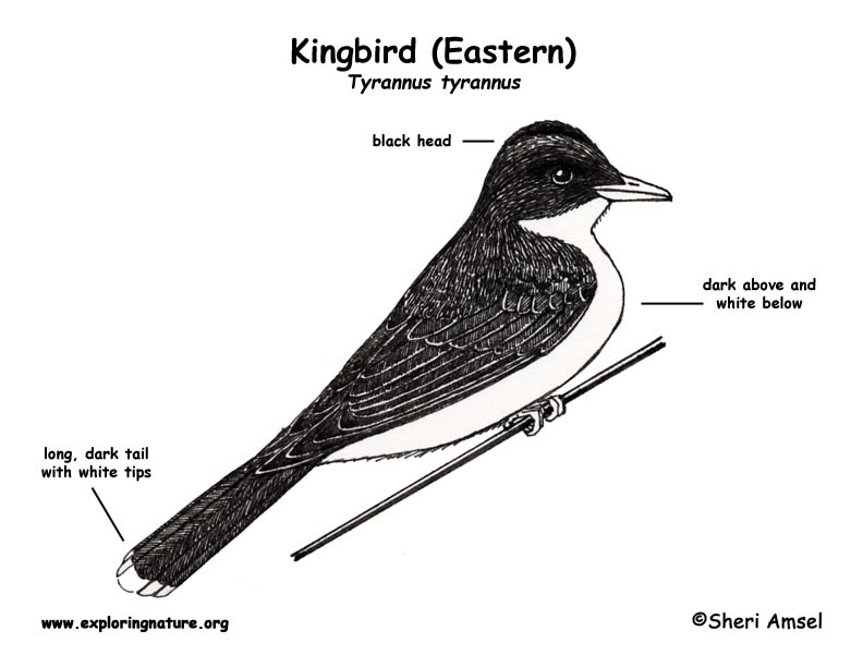 Kingbird (Eastern)