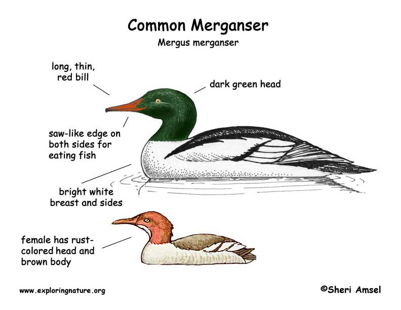 Merganser (Common)