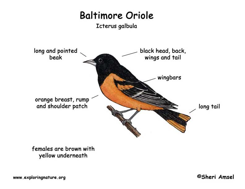 Oriole (Baltimore)