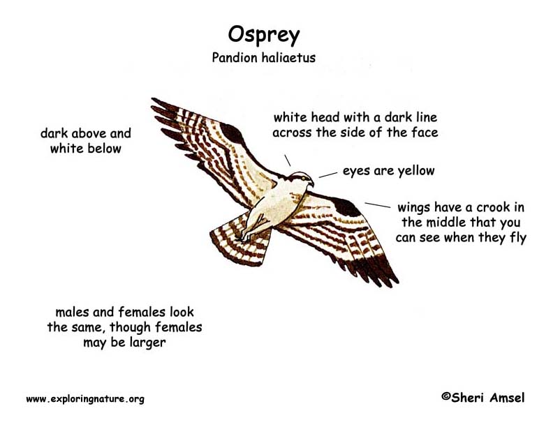 Download Osprey