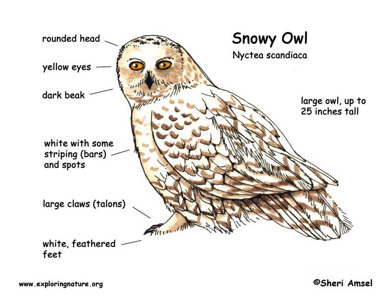 owls food web labeled