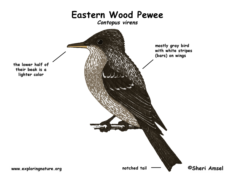 Pewee (Eastern Wood) -- Exploring Nature Educational Resource