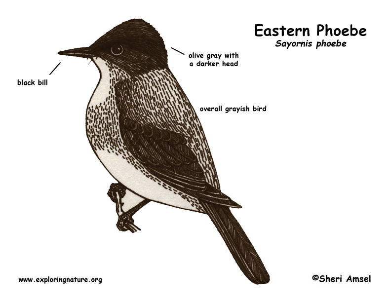 Phoebe (Eastern) -- Exploring Nature Educational Resource