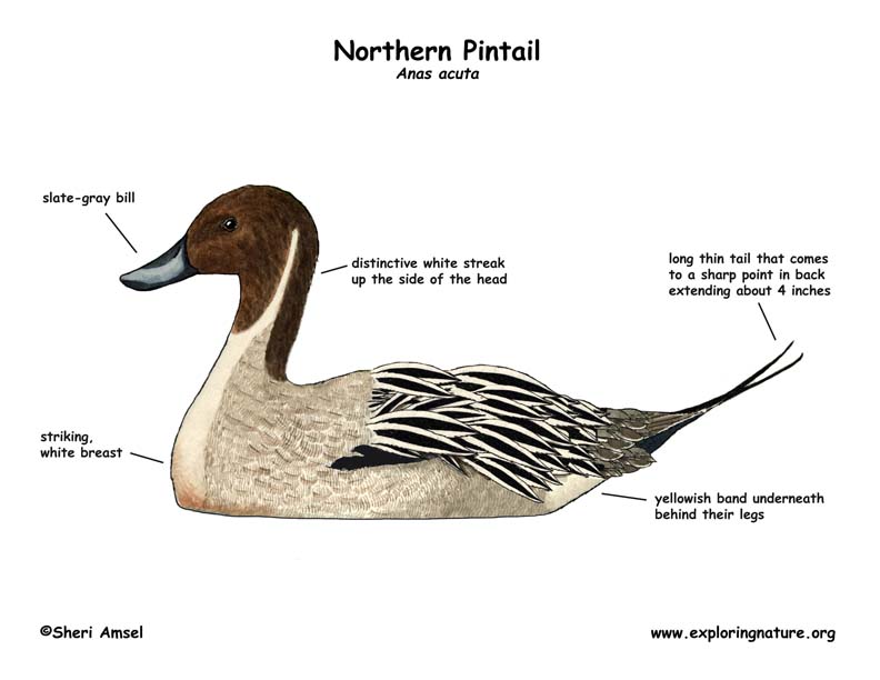 Duck (Northern Pintail) -- Exploring Nature Educational Resource