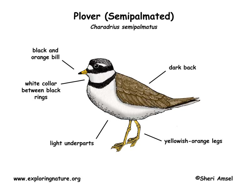 Plover (Semipalmated)