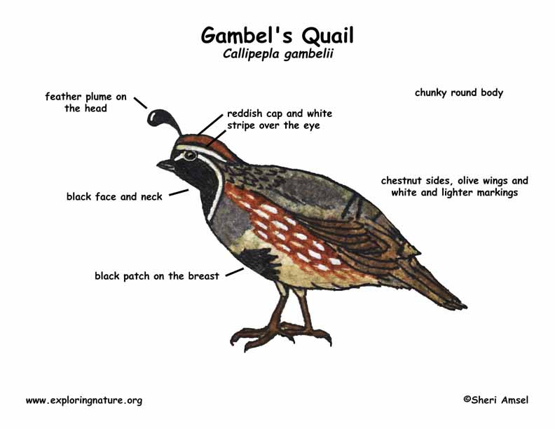 Quail (Gambel's)