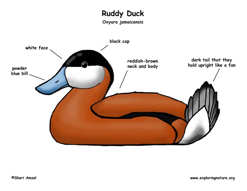 Duck (Ruddy)