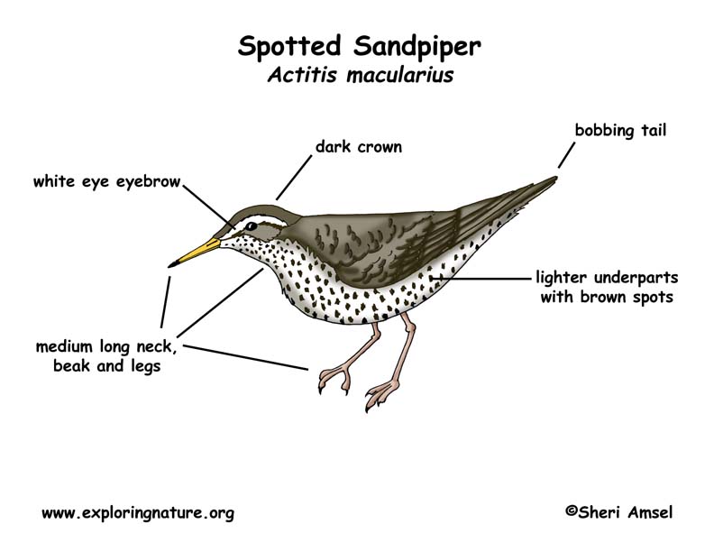 Sandpiper (Spotted)