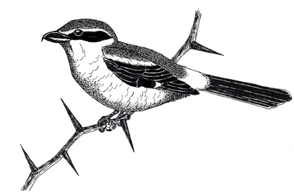 Shrike (Northern)