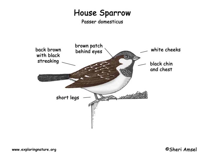 Sparrow (House) -- Exploring Nature Educational Resource