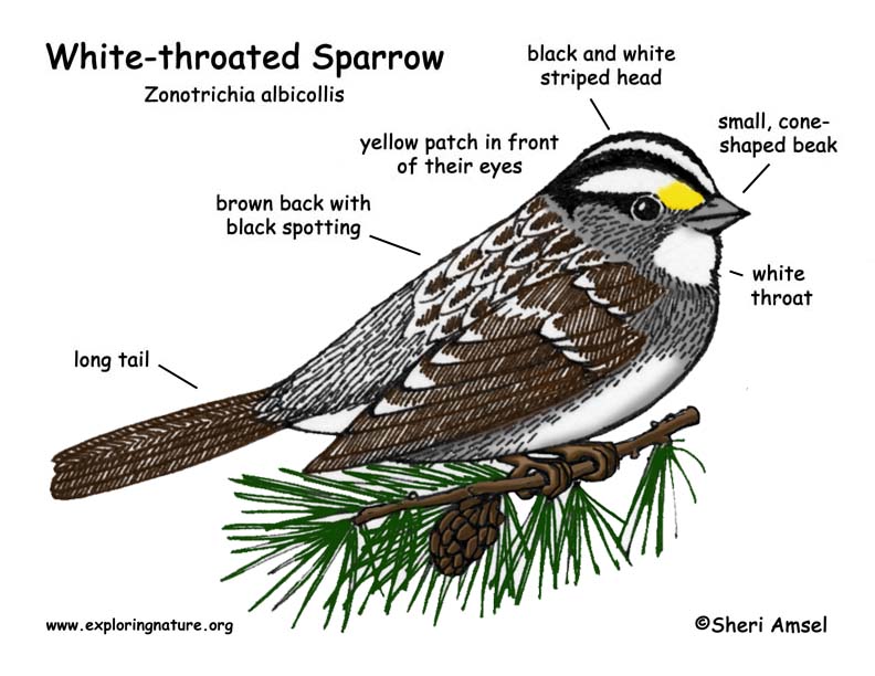 sparrow diagram