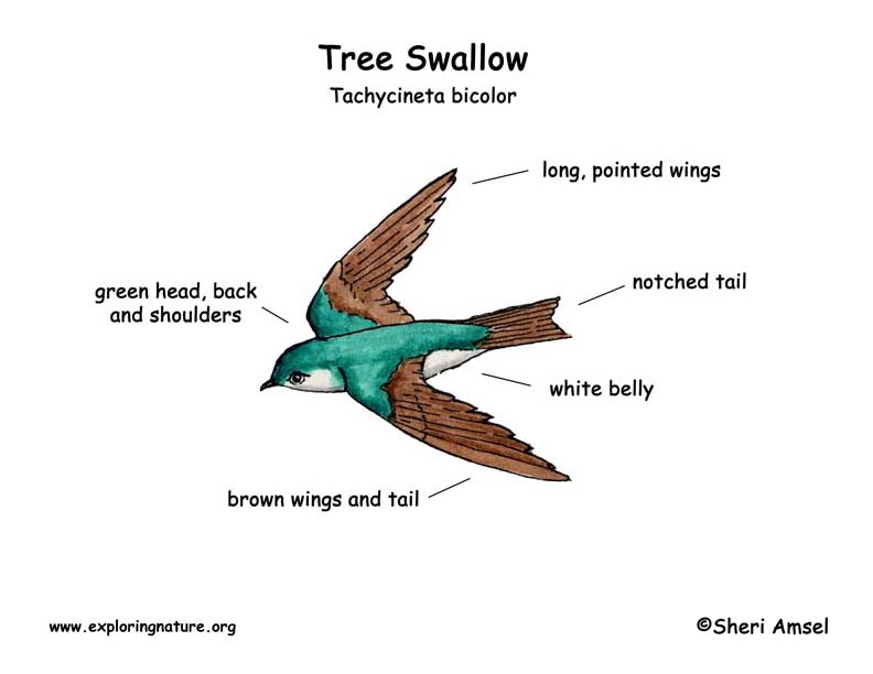 Swallow (Tree) -- Exploring Nature Educational Resource