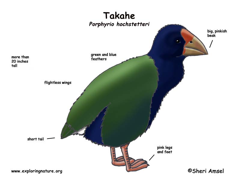 takahe bird