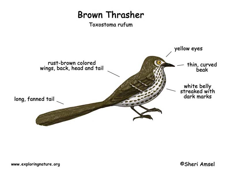 Thrasher (Brown)