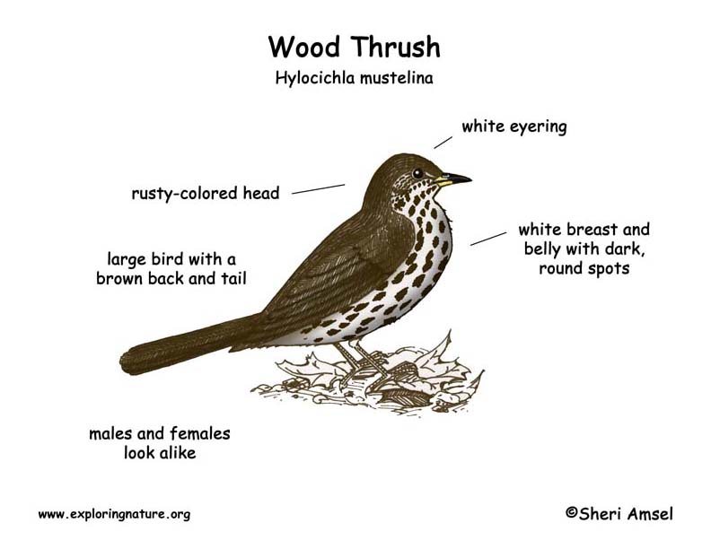 Thrush (Wood) -- Exploring Nature Educational Resource