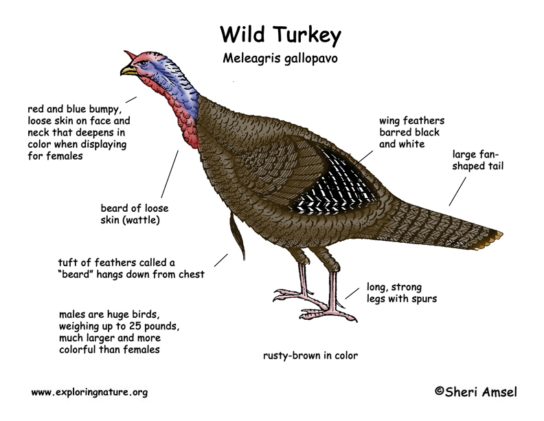 Dead Bird Drawing Turkey Wild Diagram Birds Dekorisori