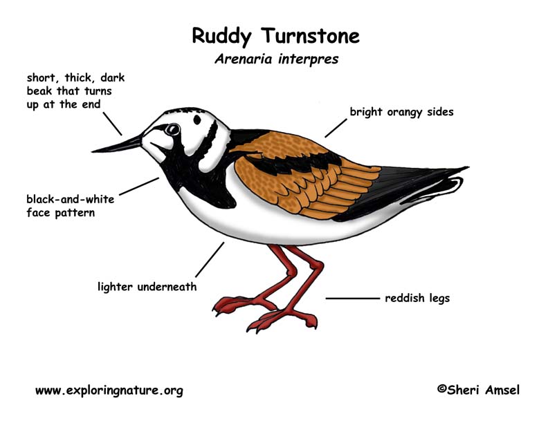 Turnstone (Ruddy)