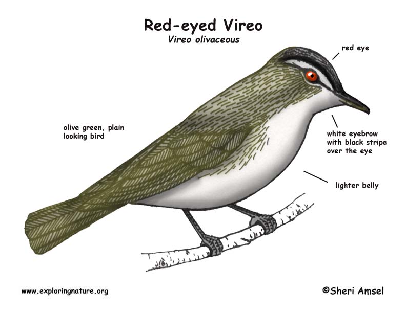 Vireo (Red-eyed)
